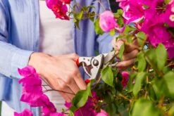 Felco 14 Snoeischaar | Ergonomisch | Voor Kleine Handen 7 Felco 14 Snoeischaar | Ergonomisch | Voor Kleine Handen -Gardena Winkel 1200x800 1